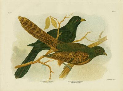 Faisán Coucal, 1891 de Gracius Broinowski